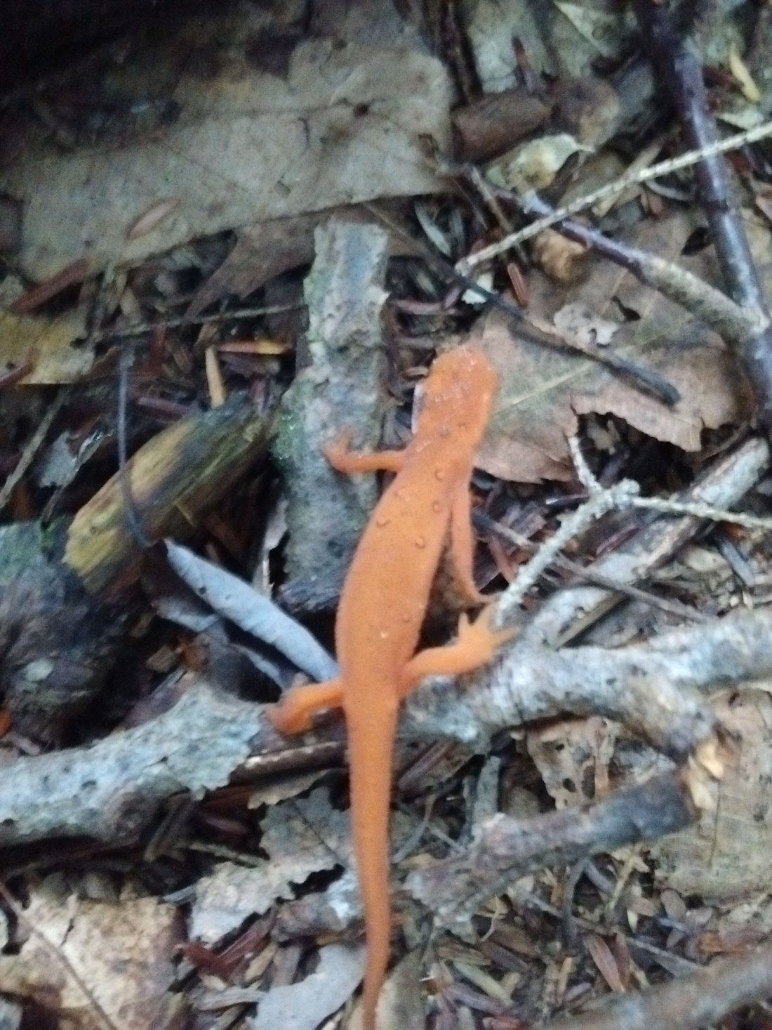 IMG_20170914_080640946