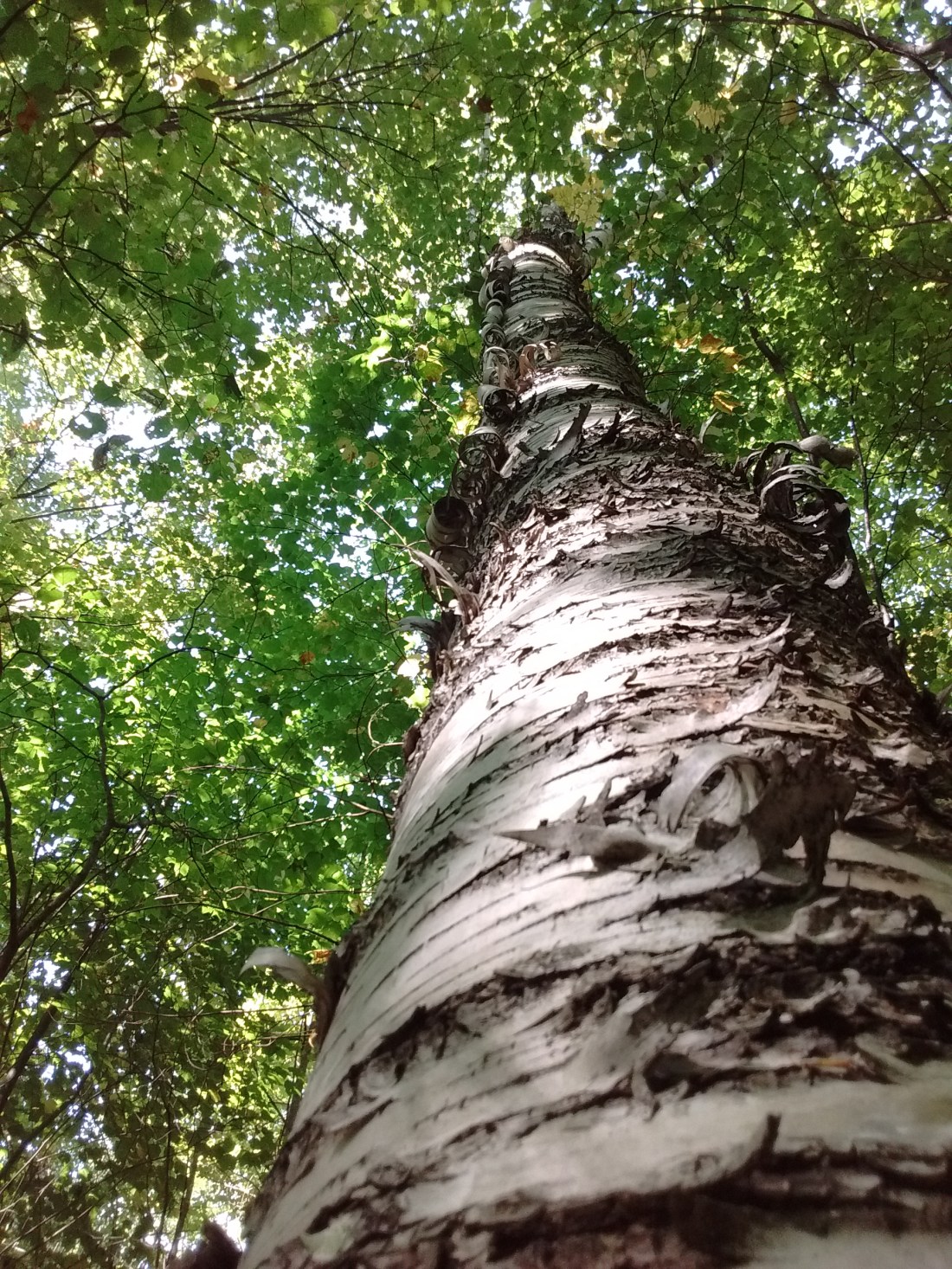 IMG_20170917_105618512