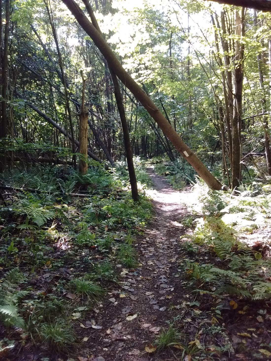 IMG_20170917_110635091