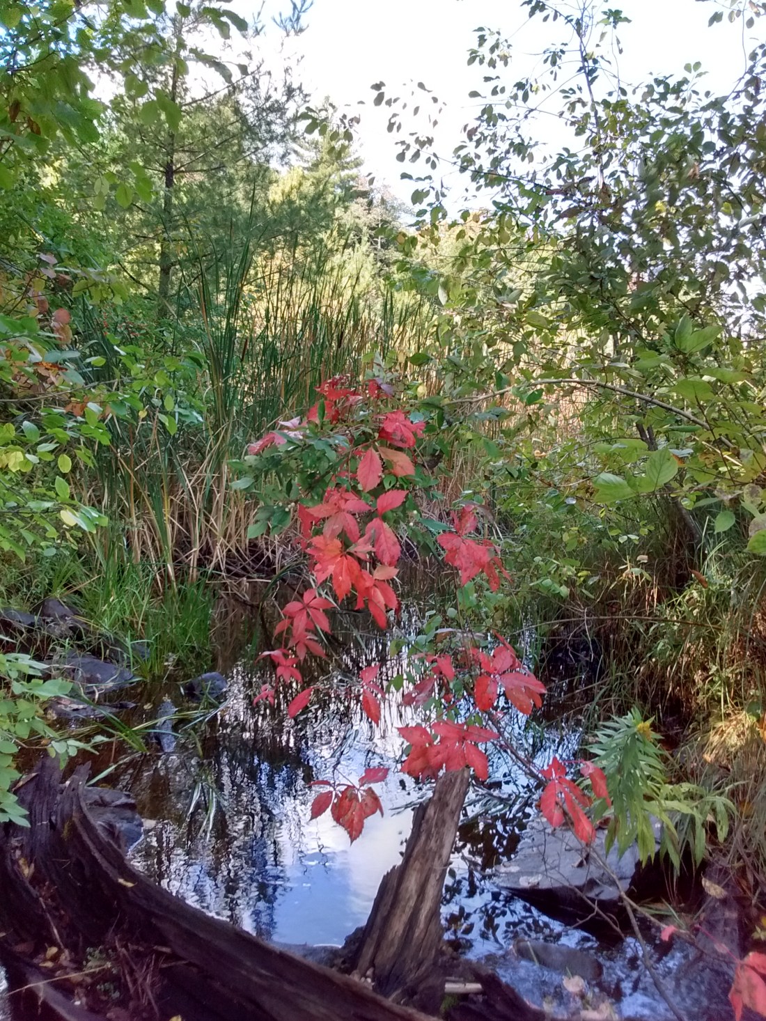 IMG_20170917_111340317_HDR