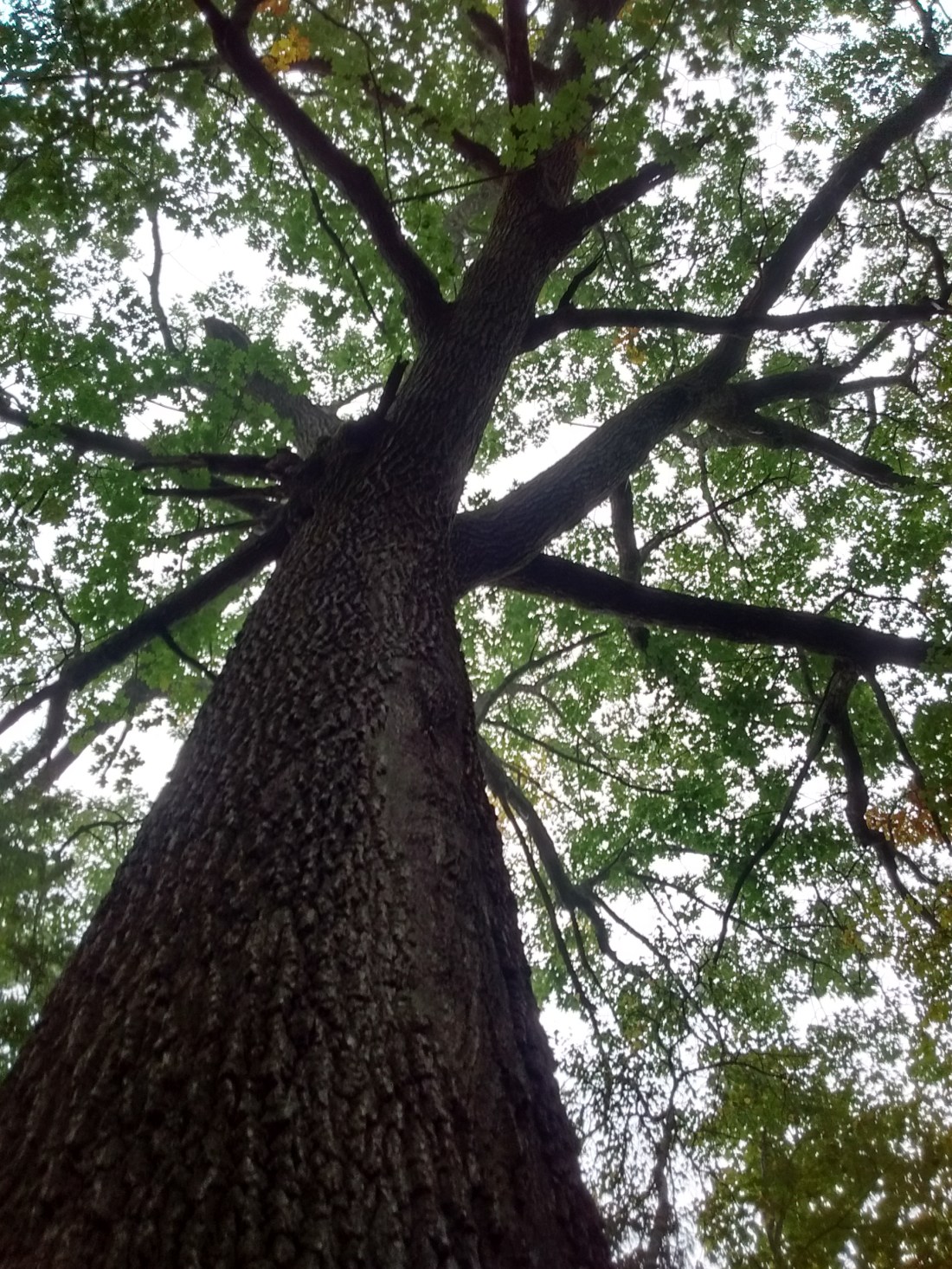 IMG_20170918_092757157_HDR