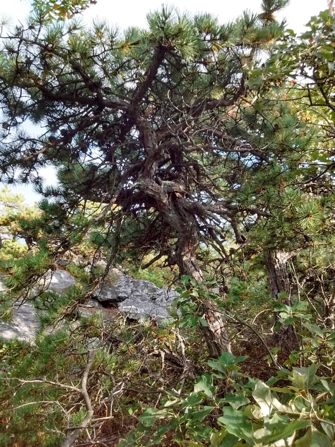 IMG_20170918_170946314_HDR