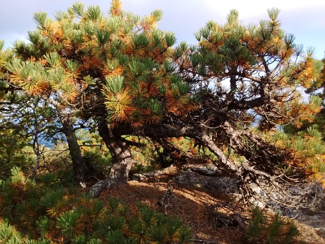 IMG_20170918_171006260