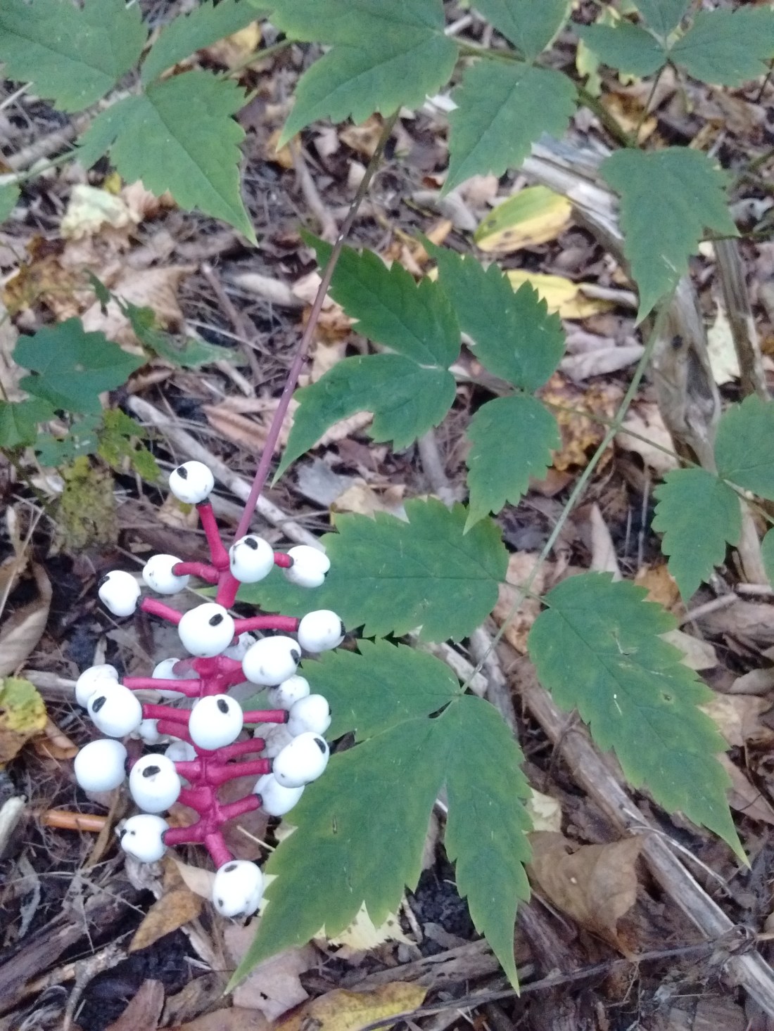 IMG_20170920_091933388