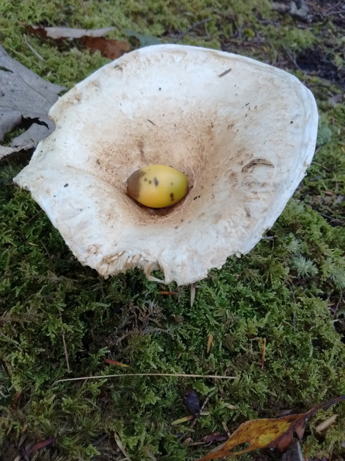 IMG_20170921_101246823