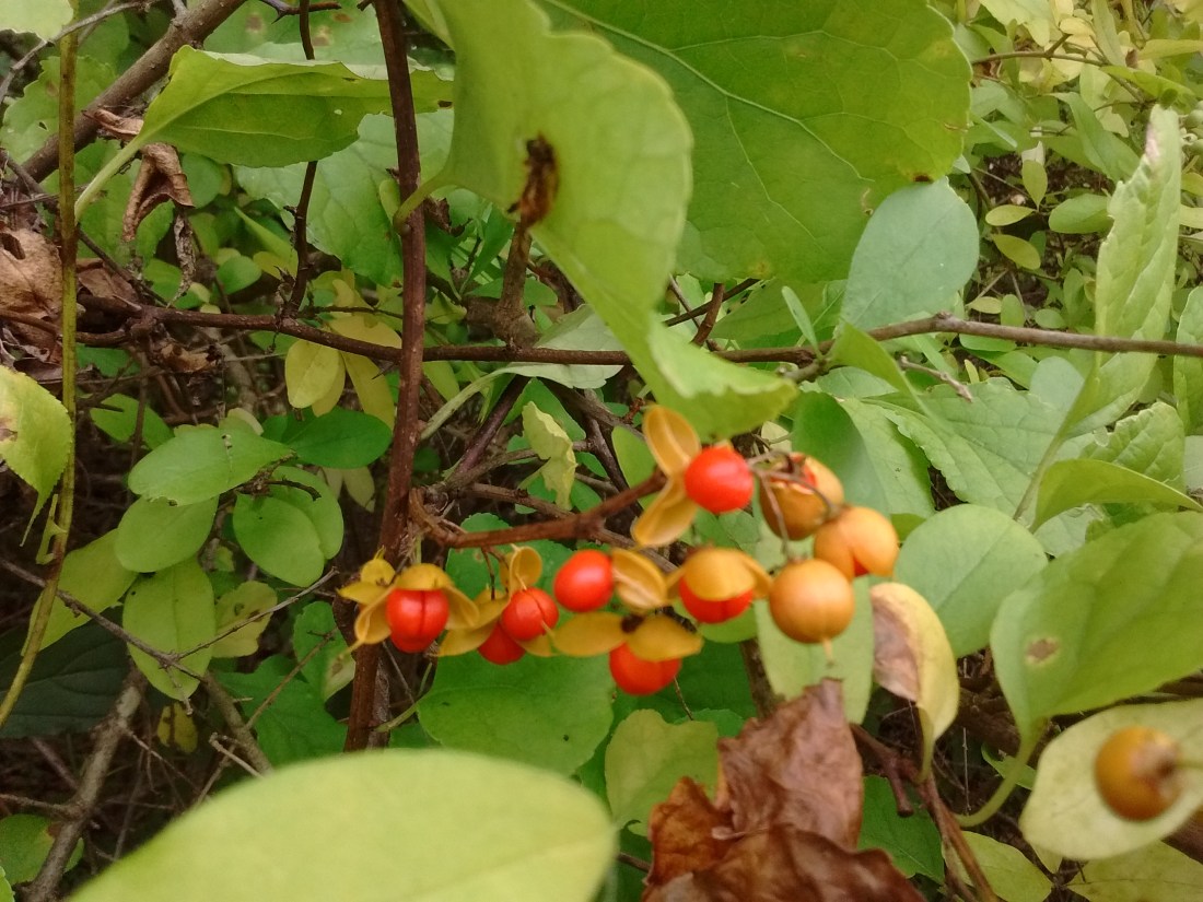 IMG_20170921_123125158