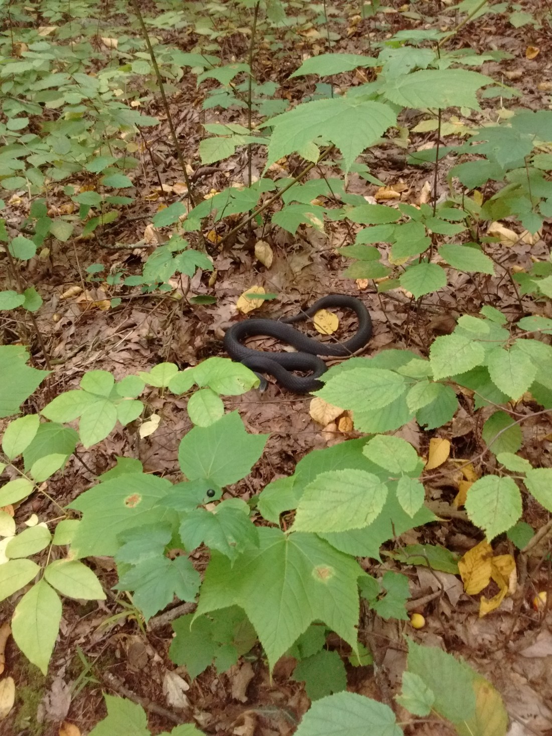 IMG_20170921_154132700