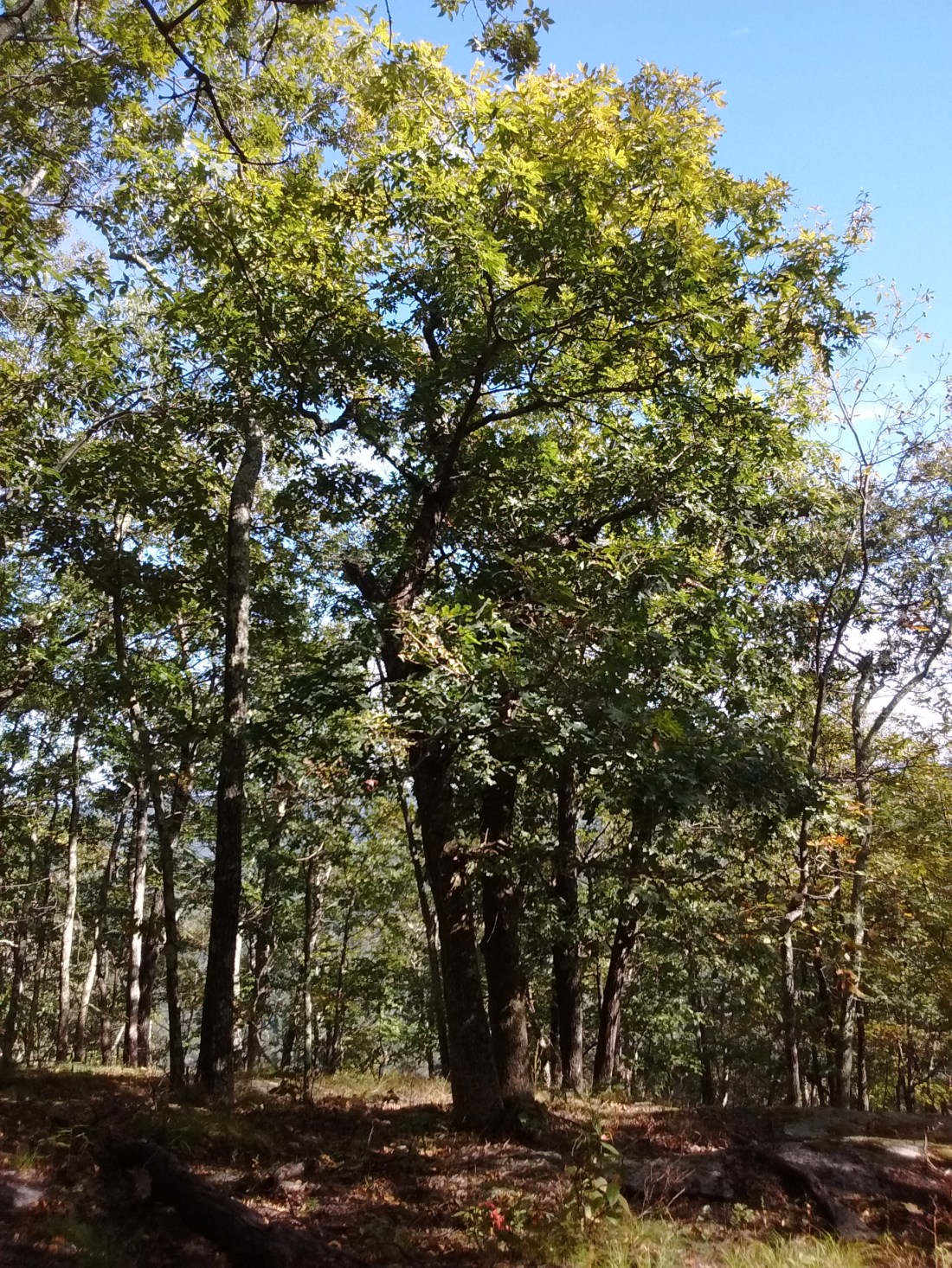 IMG_20170922_151745710