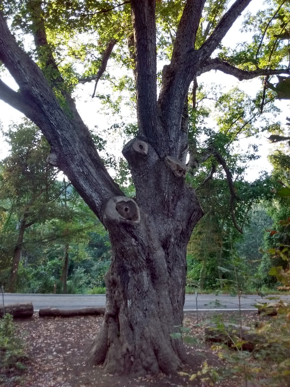 IMG_20170923_173508971_HDR