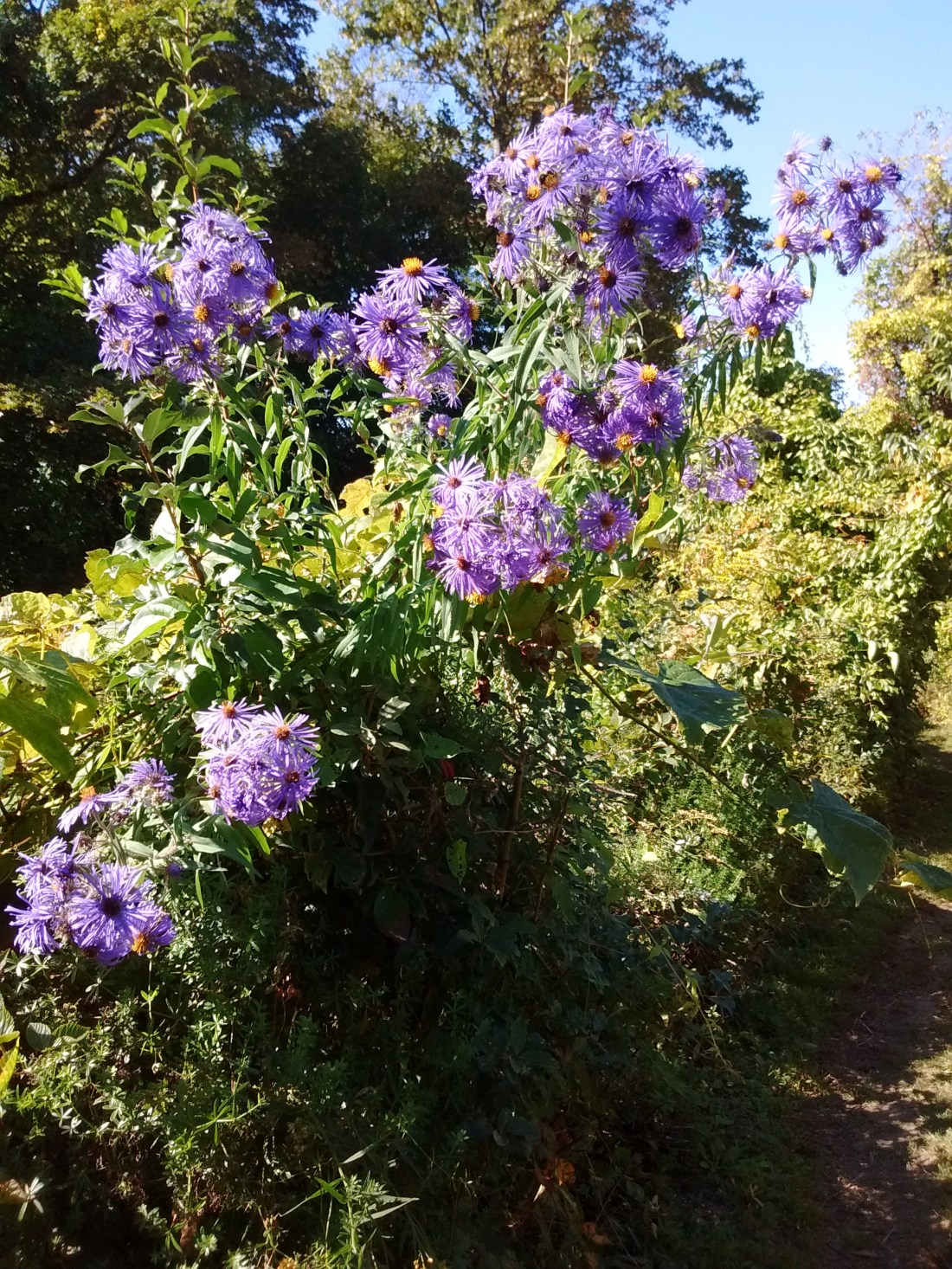 IMG_20170924_143819454