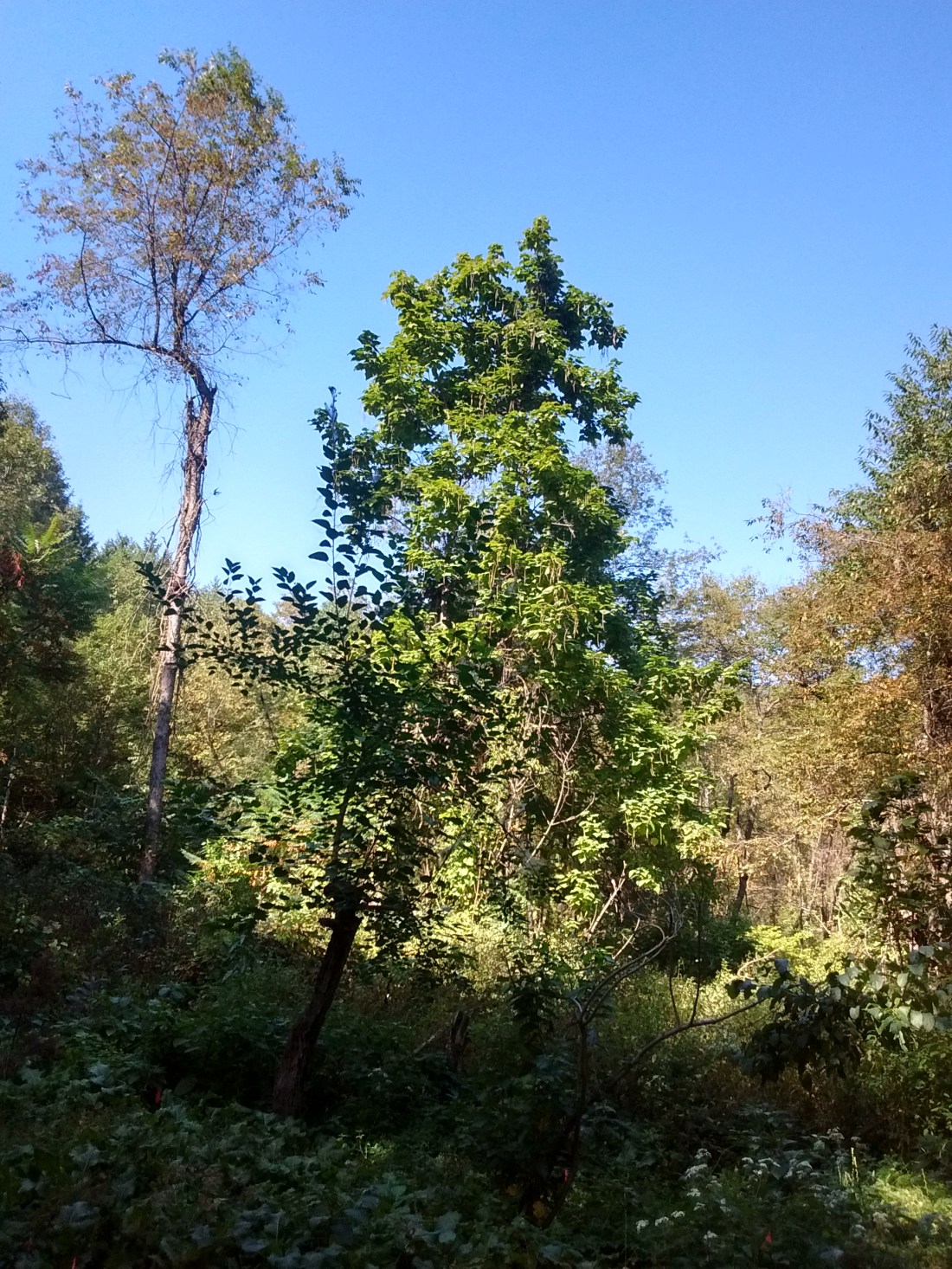 IMG_20170925_113642306_HDR